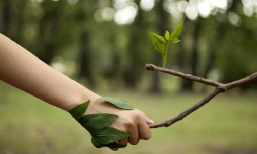 Environment concept. Handshake between human hand and tree. Environment concept. Handshake between human hand and tree.
