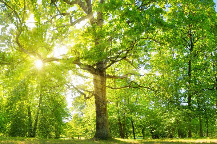 Tree foliage in morning light
