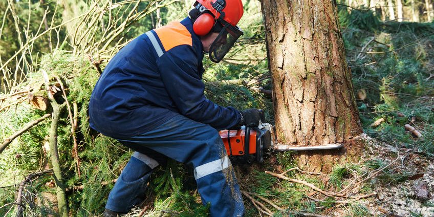 Lumberjack cutting tree in forest