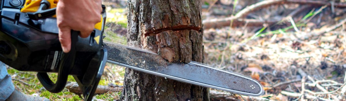 Sawing,A,Young,Pine,Tree,With,A,Chainsaw.,Tree,Bark